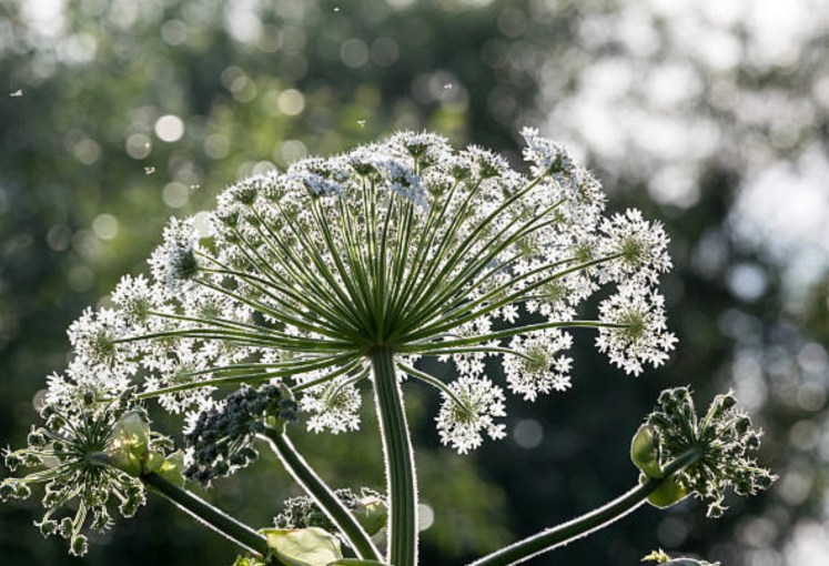 Archonten… en Archangelica