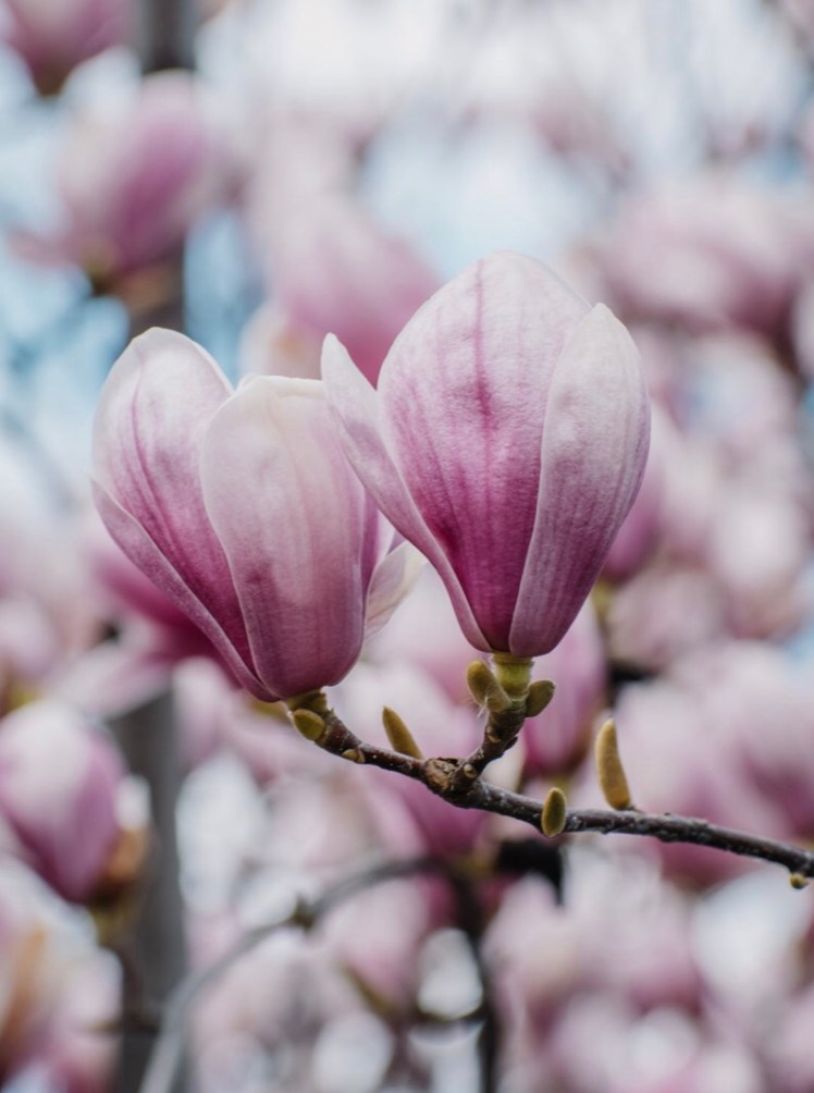 Maria Magnolia Magdala