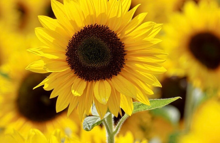 Natuurlijk door de Overgang naar… mijn werkelijke Zelf (4)