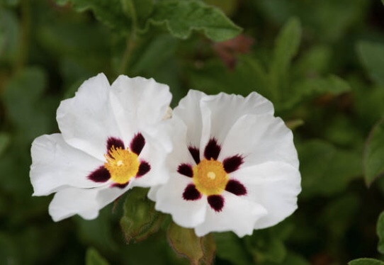 Cistus… en de vrouwelijke&nbsp;Christus…