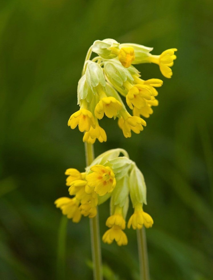 Sleutelbloemen… ontsluitend een schat aan mystieke&nbsp;visioenen…
