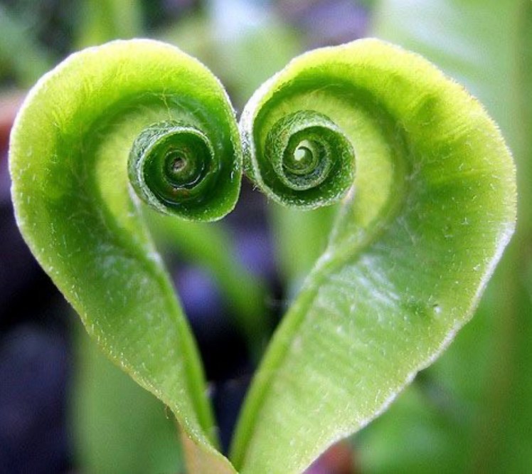 Mother Nature’s Heart