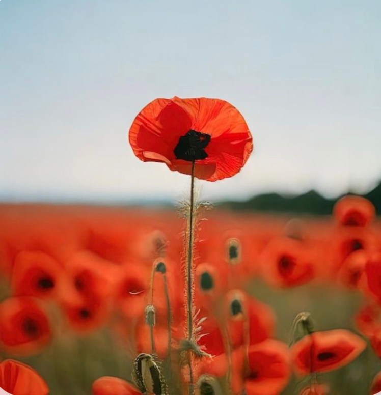 De krachtige kwetsbaarheid van&nbsp;Klaproos.