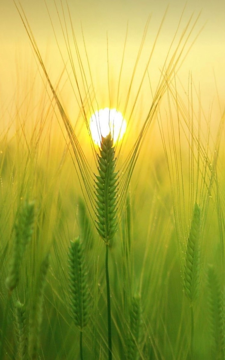 Johannes de doper… Christus’&nbsp;voorloper…